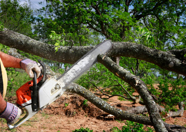 How Our Tree Care Process Works  in  Coal Grove, OH